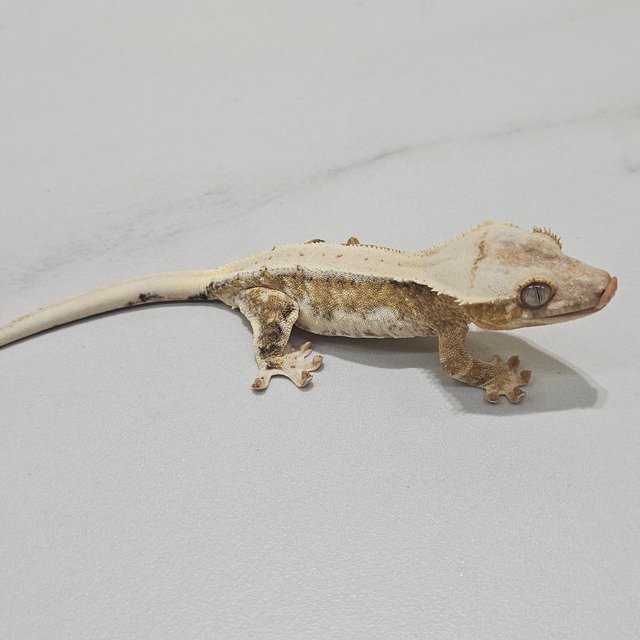 Lilly 100% Het Axanthic