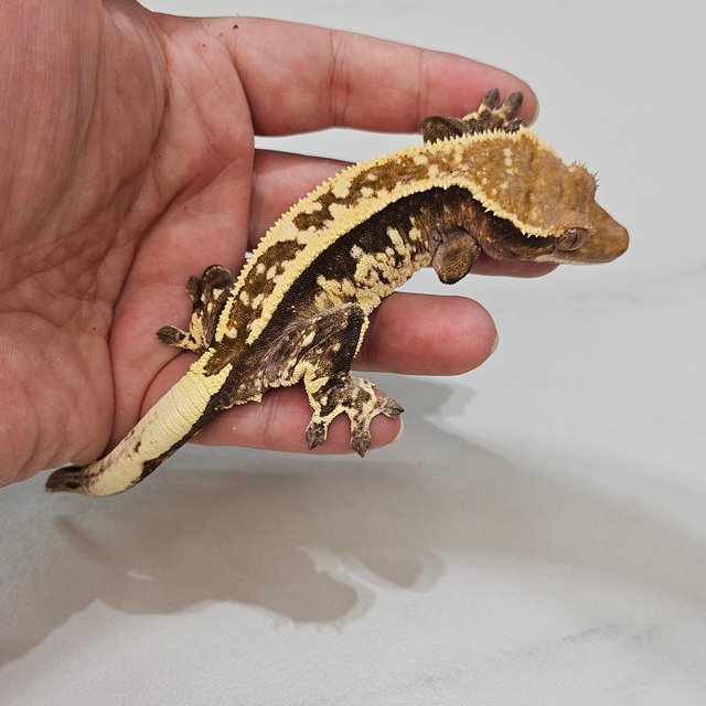 Cappuccino Super Stripe