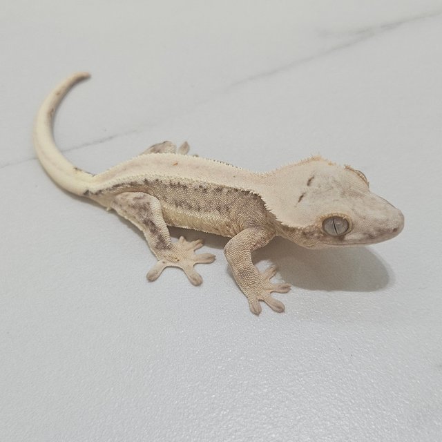 Lilly 100% Het Axanthic