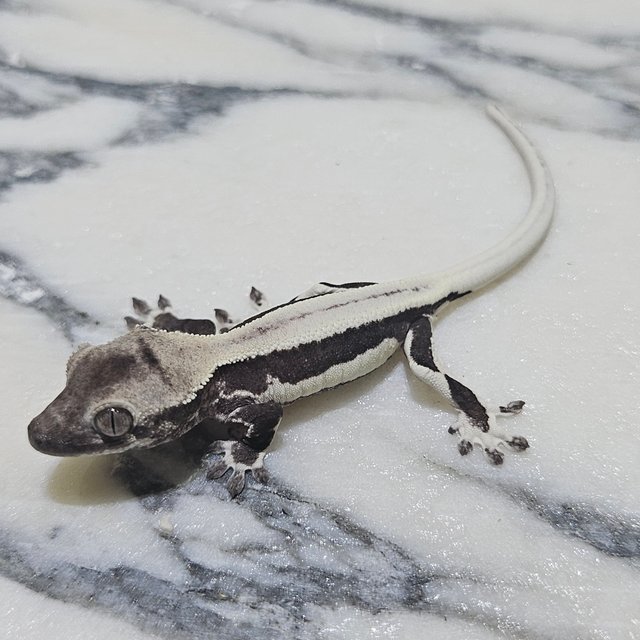 릴잔틱 세이블 릴리 세이블 아잔틱