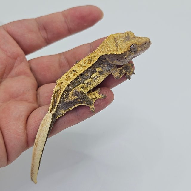 Super Stripe 100% Het Axanthic