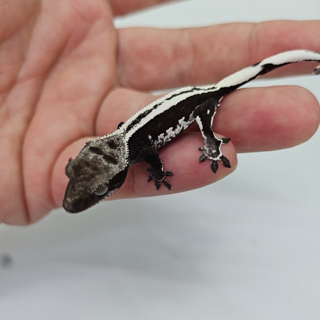 아잔틱 슈퍼스트라이프