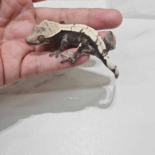 Sable 100% Het Axanthic