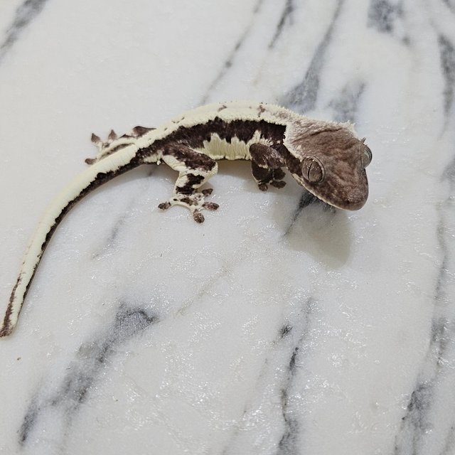 릴리 세이블 아잔틱 세이블 릴잔틱