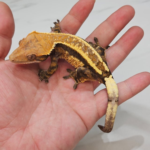 Cappuccino Super Stripe