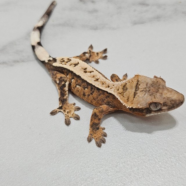 Sable 100% Het Axanthic