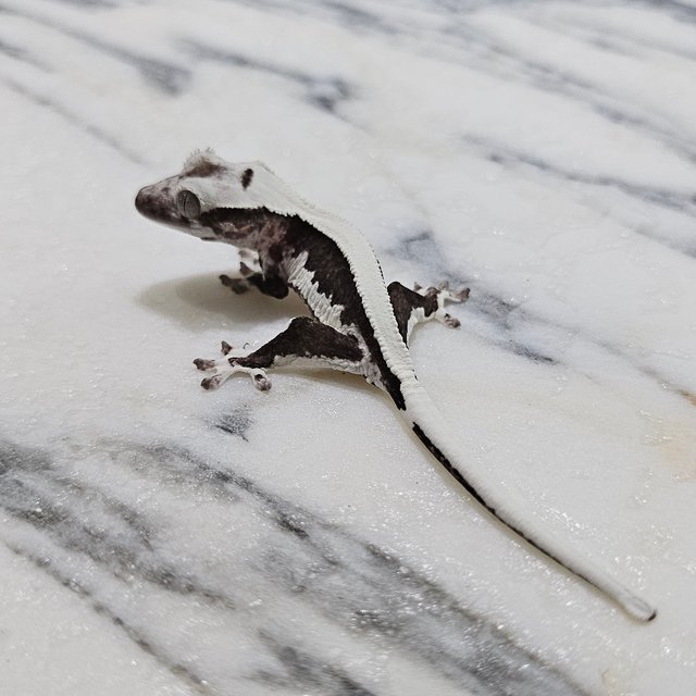 릴잔틱 솔리드백