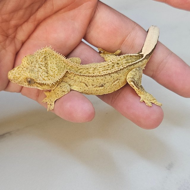 Super Stripe 100% Het Axanthic