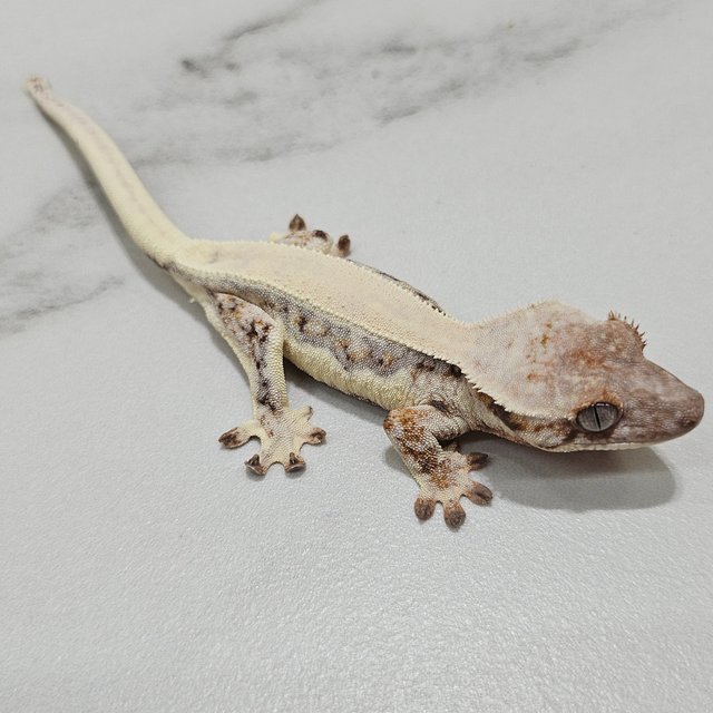 LW Sable 100% Het Axanthic Solid Back