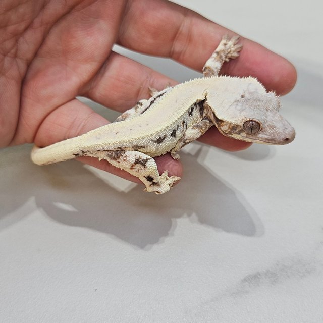 릴리 세이블 솔리드백