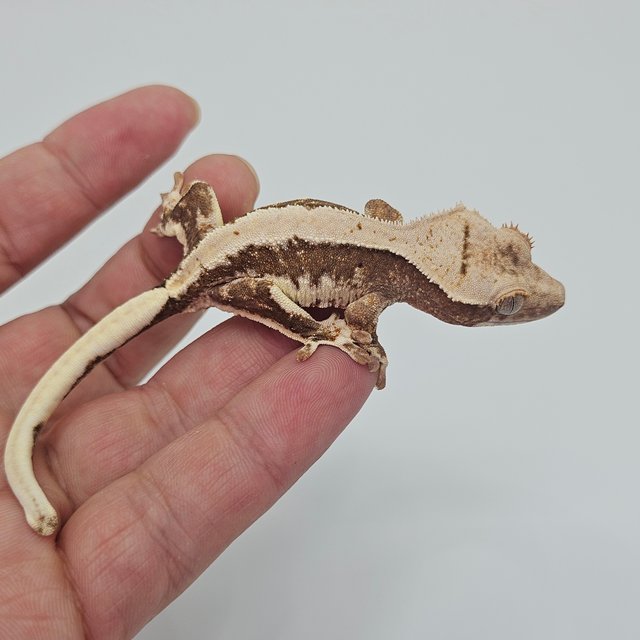 Lilly 100% Het Axanthic