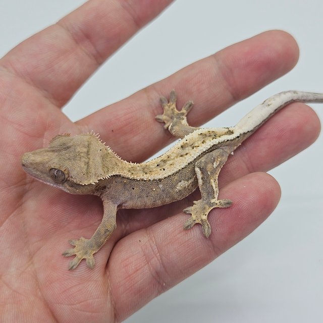 Sable 100% Het Axanthic Full Pinstripe