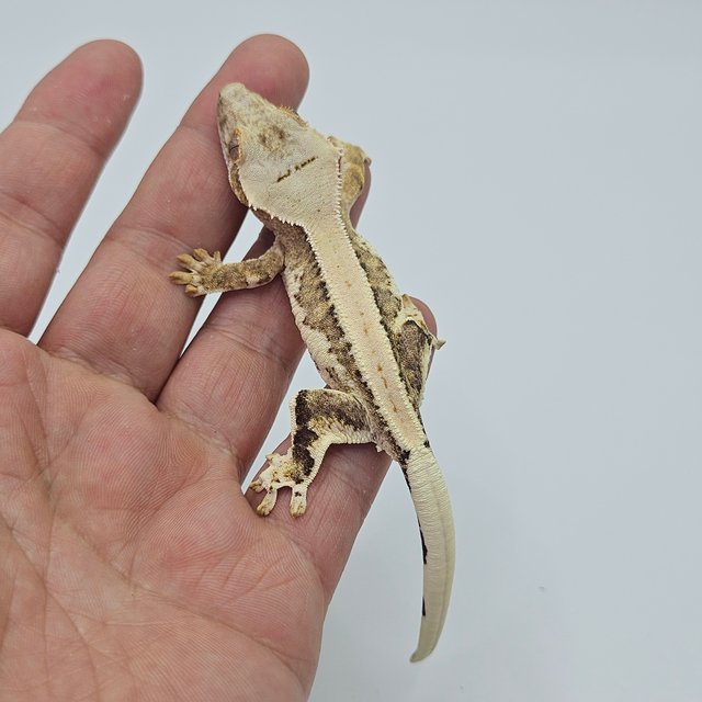 Lilly 100% Het Axanthic