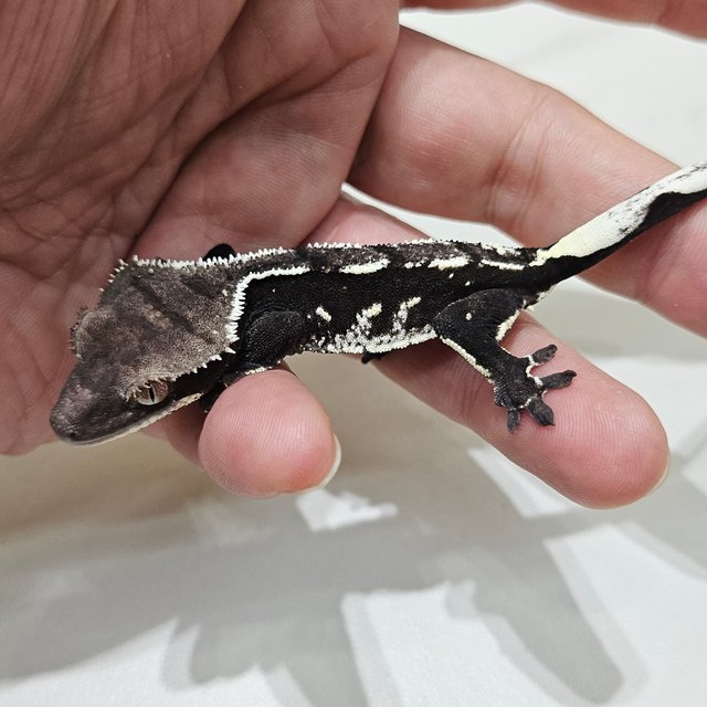Axanthic