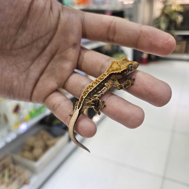 풀핀 쿼드