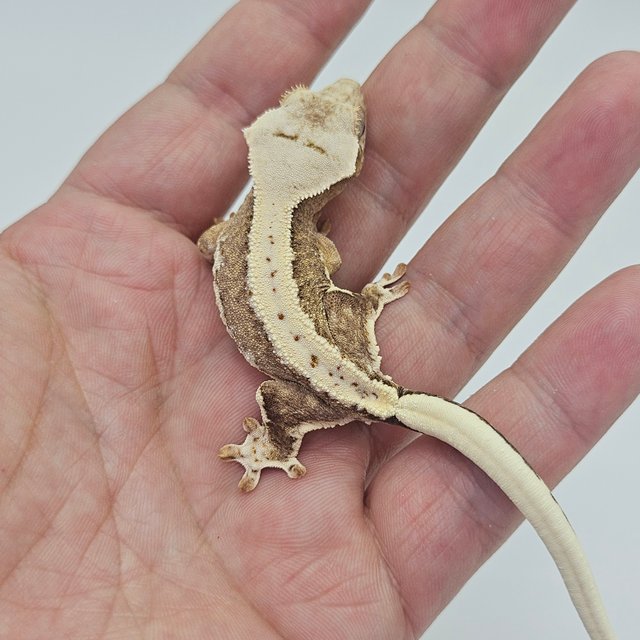 릴리100%헷아잔틱