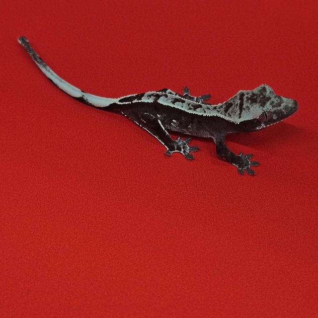 아잔틱
