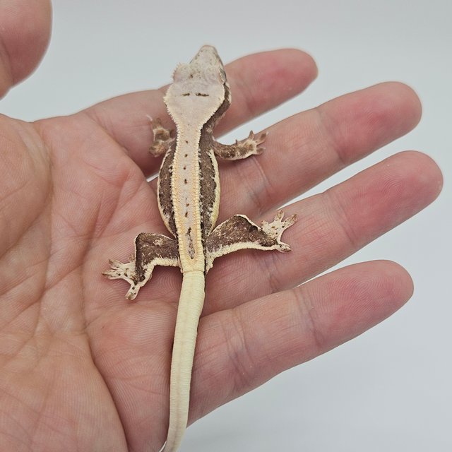 Lilly 100% Het Axanthic Full Pinstripe Quad