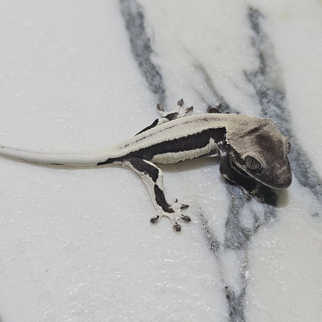 릴잔틱 세이블 릴리 세이블 아잔틱