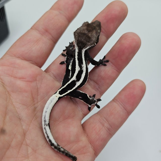 아잔틱 슈퍼스트라이프 쿼드 엠티백