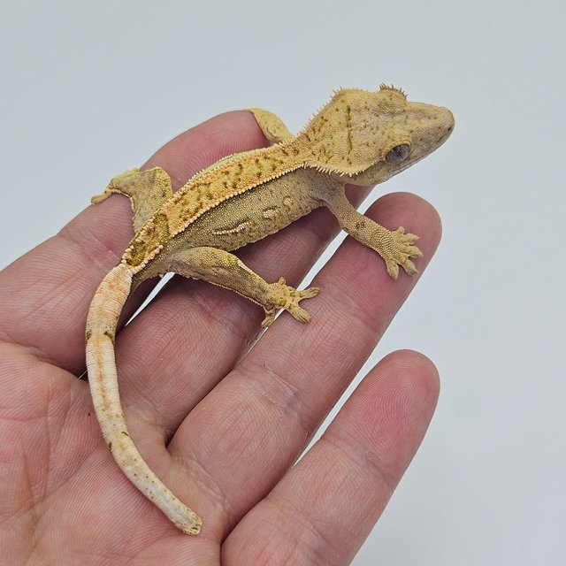 Pinstripe Quad 100% Het Axanthic
