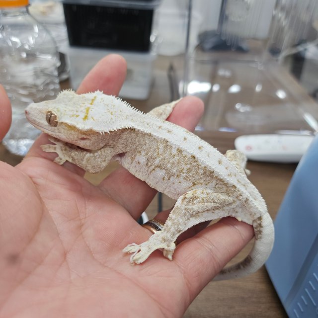 Lilly 100% Het Axanthic