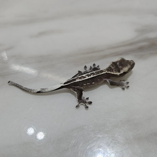아잔틱 풀핀