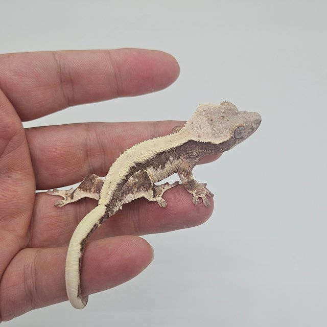 LW Sable 100% Het Axanthic Sable Lilly 100% Het Axanthic