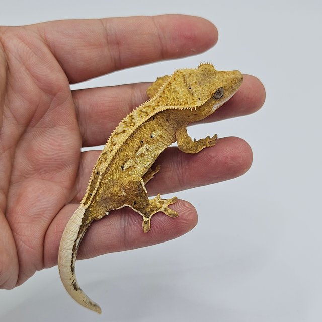 100% Het Axanthic Super Stripe