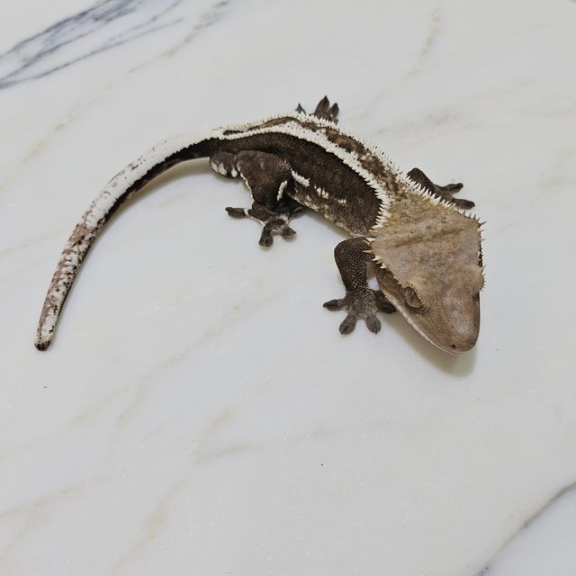 아잔틱 슈퍼스트라이프