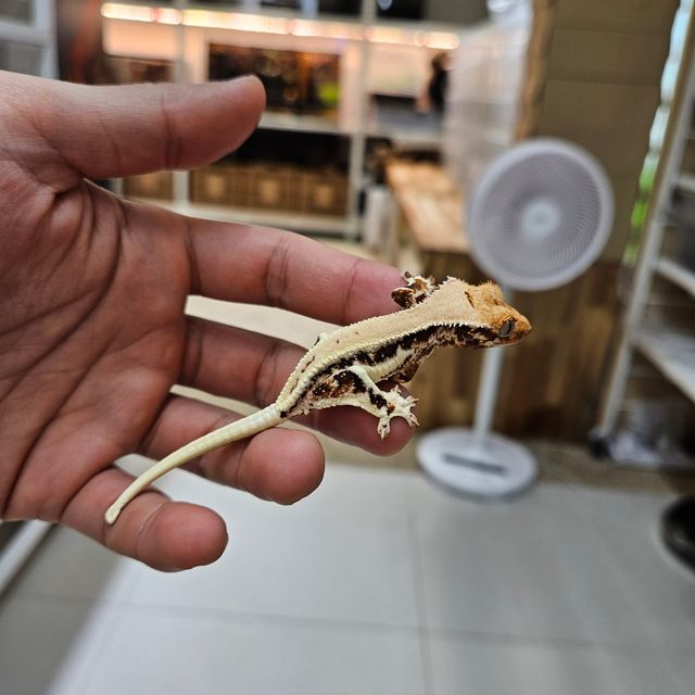 릴리화이트 트라이 레드