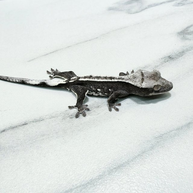 Axanthic