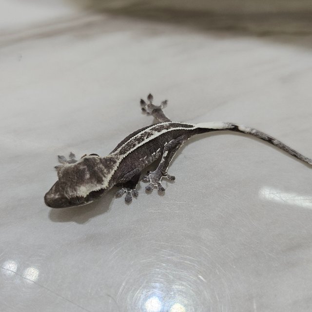 아잔틱 풀핀