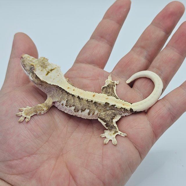 Lilly 100% Het Axanthic