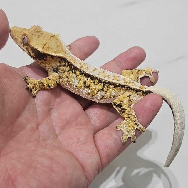 Normal Full Pinstripe Drippy Tri