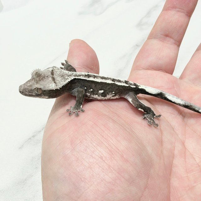 Axanthic