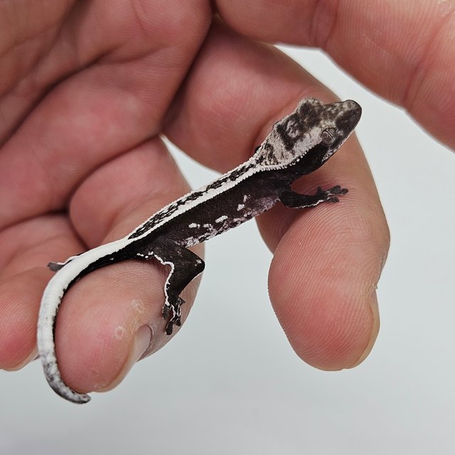 아잔틱 엠티백 슈퍼스트라이프