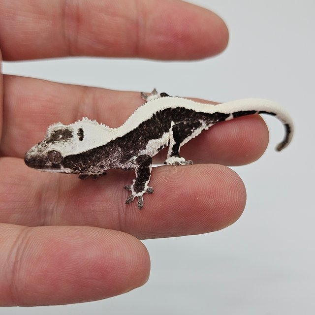 릴잔틱 솔리드백