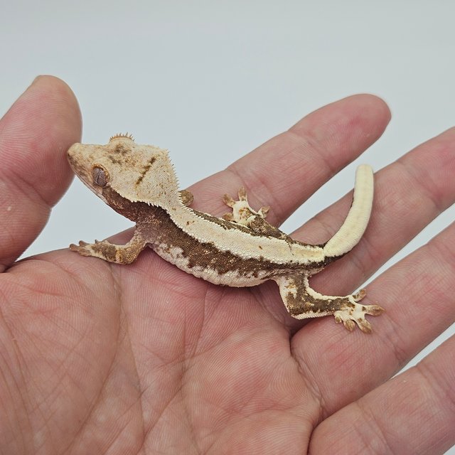 Lilly 100% Het Axanthic