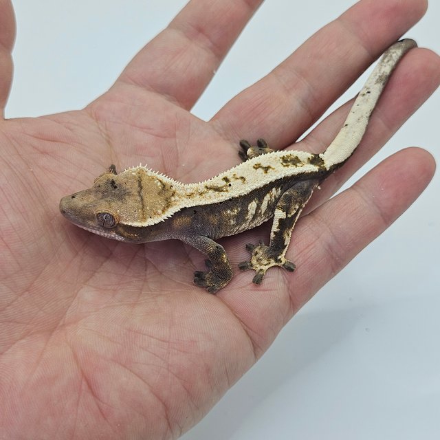 Sable 100% Het Axanthic