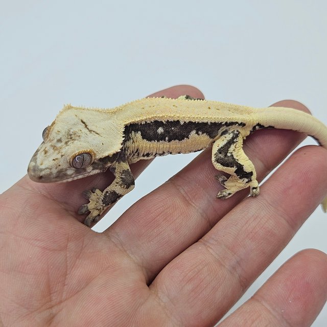 Lilly 100% Het Axanthic