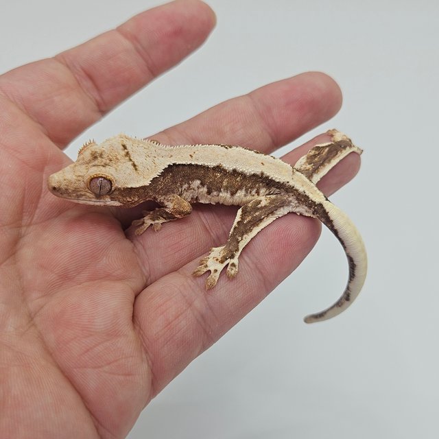 Lilly 100% Het Axanthic