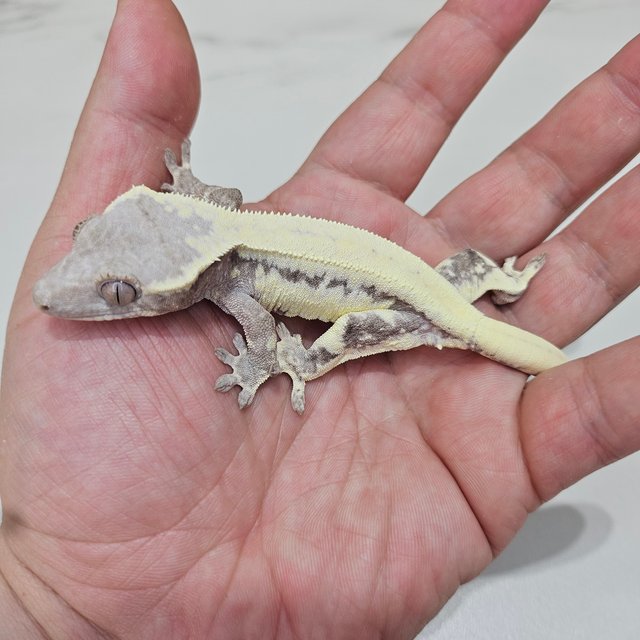 릴리 세이블 솔리드백