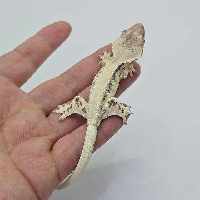 Solid Back LW Sable 100% Het Axanthic