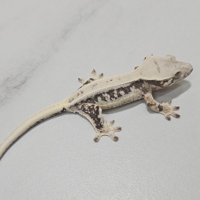 Lilly 100% Het Axanthic