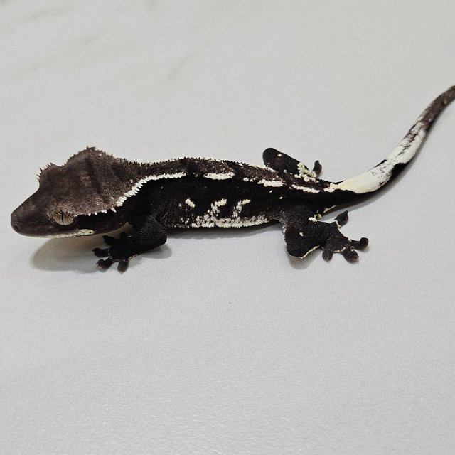Axanthic