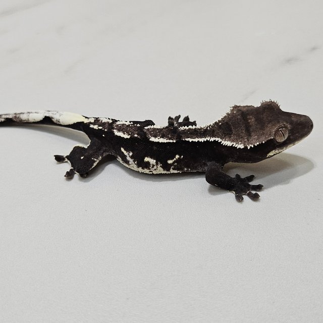 Axanthic