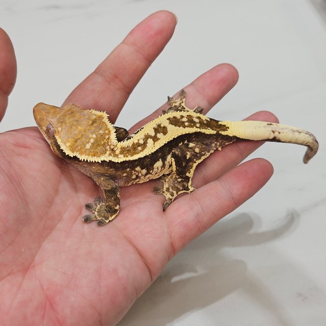 Cappuccino Super Stripe