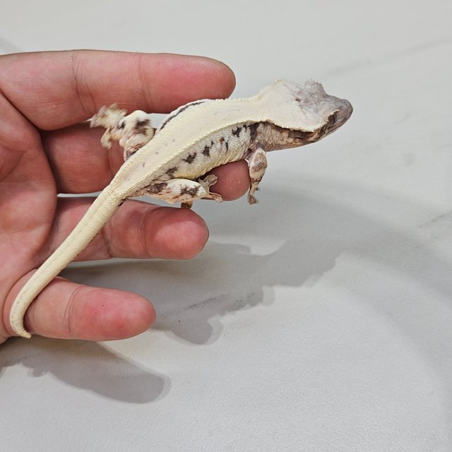 릴리 세이블 솔리드백