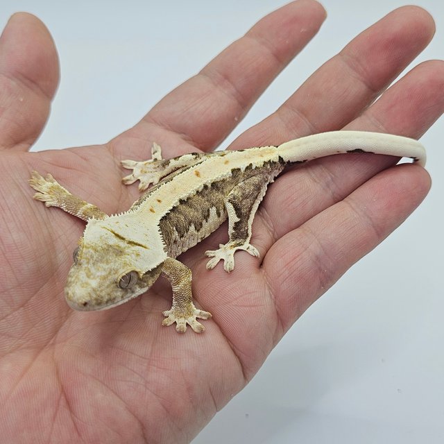 Lilly 100% Het Axanthic